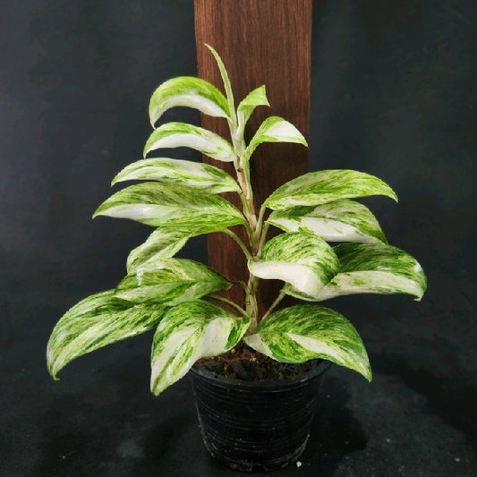 Rhaphidophora elliptica tricolor