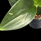 Scindapsus treubii Dark Form