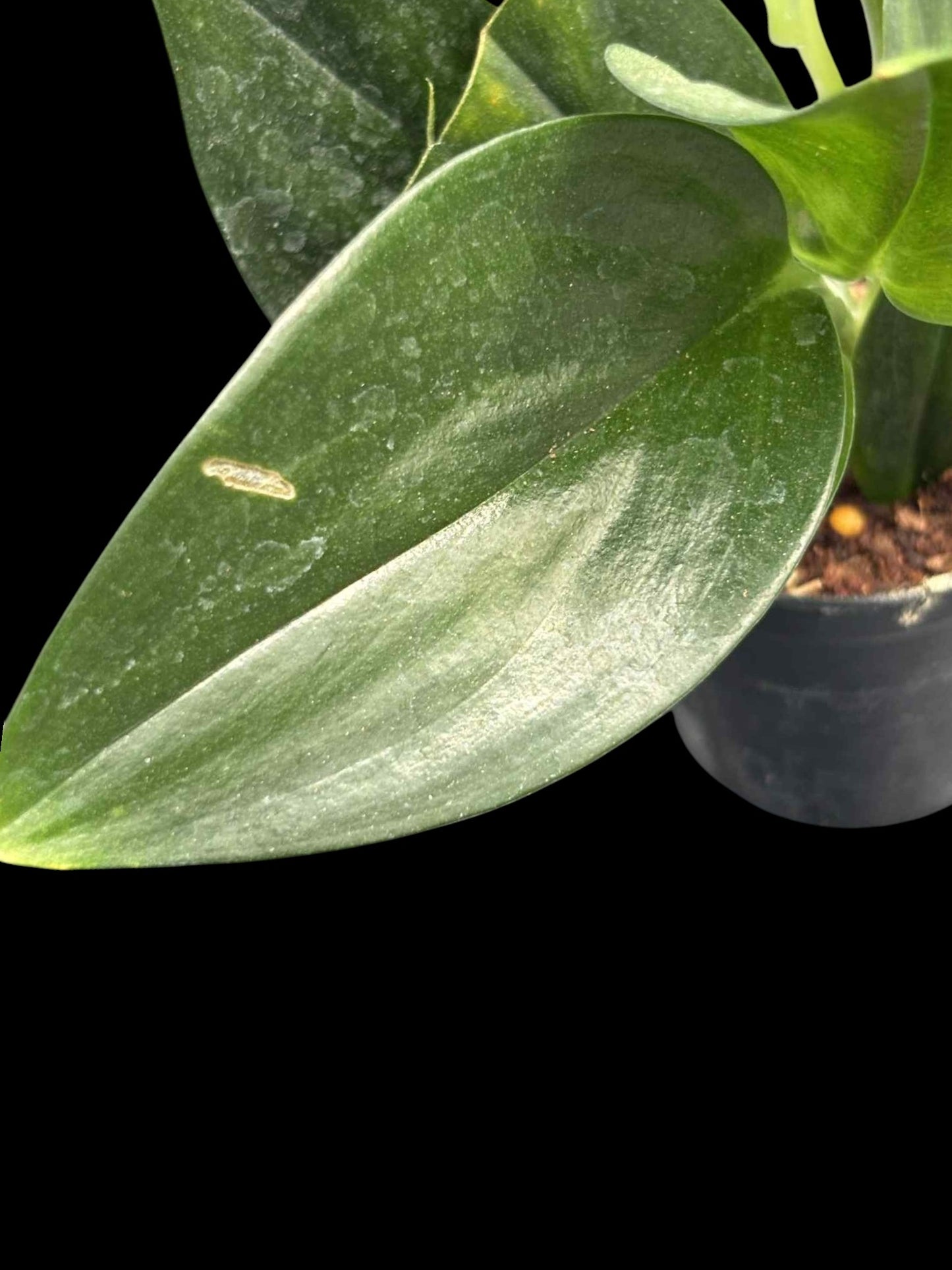 Scindapsus treubii Dark Form