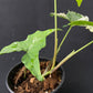 Syngonium podophyllum albo