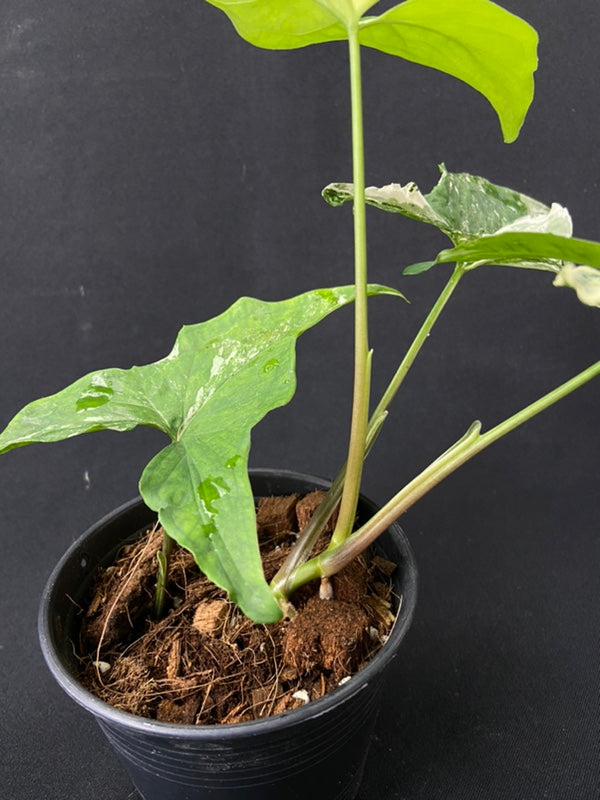 Syngonium podophyllum albo