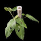 Amydrium hainanense