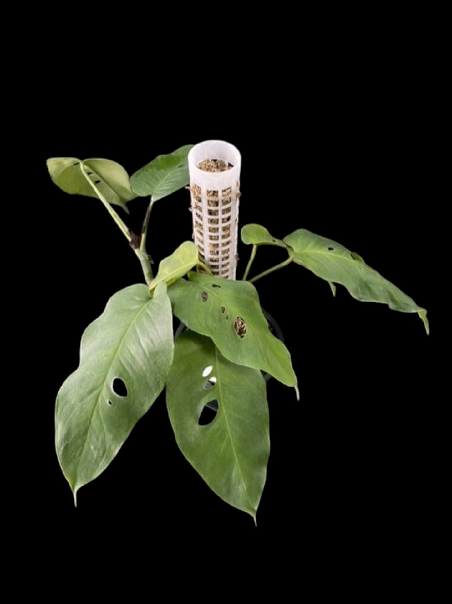Amydrium hainanense