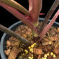 Philodendron Strawberry Shake