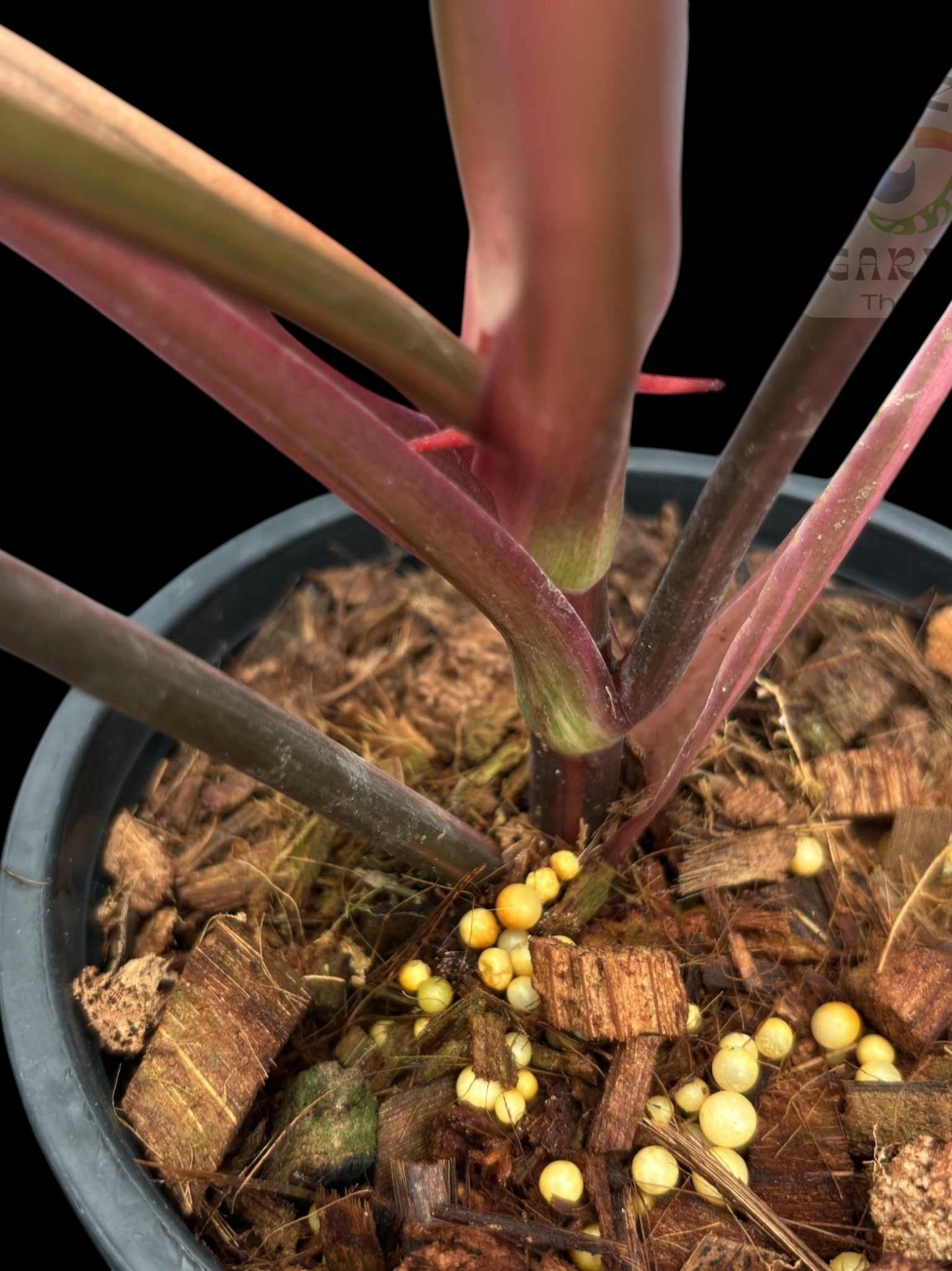 Philodendron Strawberry Shake