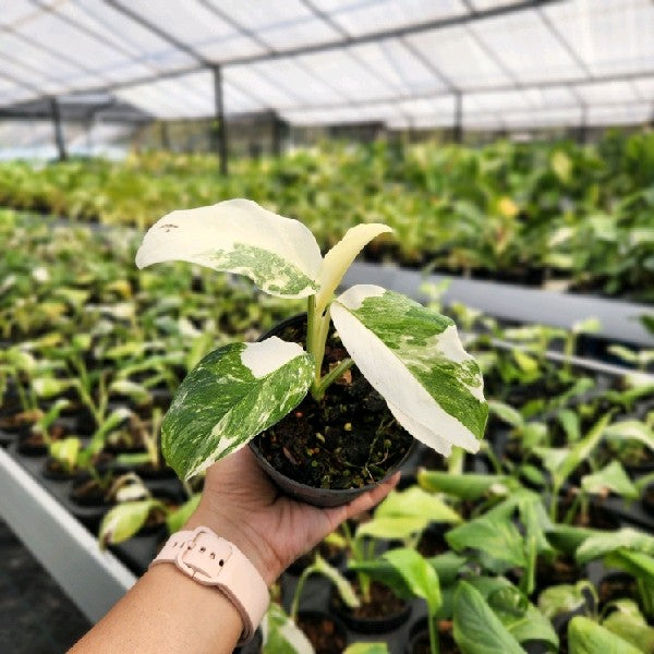 Monstera lechleriana variegated