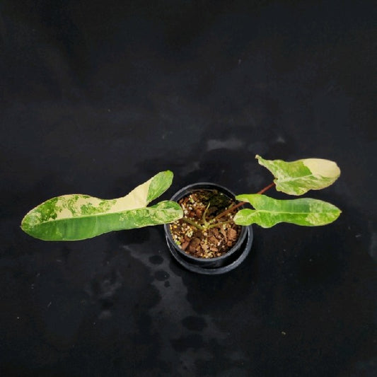 Philodendron Florida Beauty x billietiae variegated