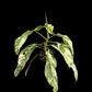 Rhaphidophora megasperma variagated