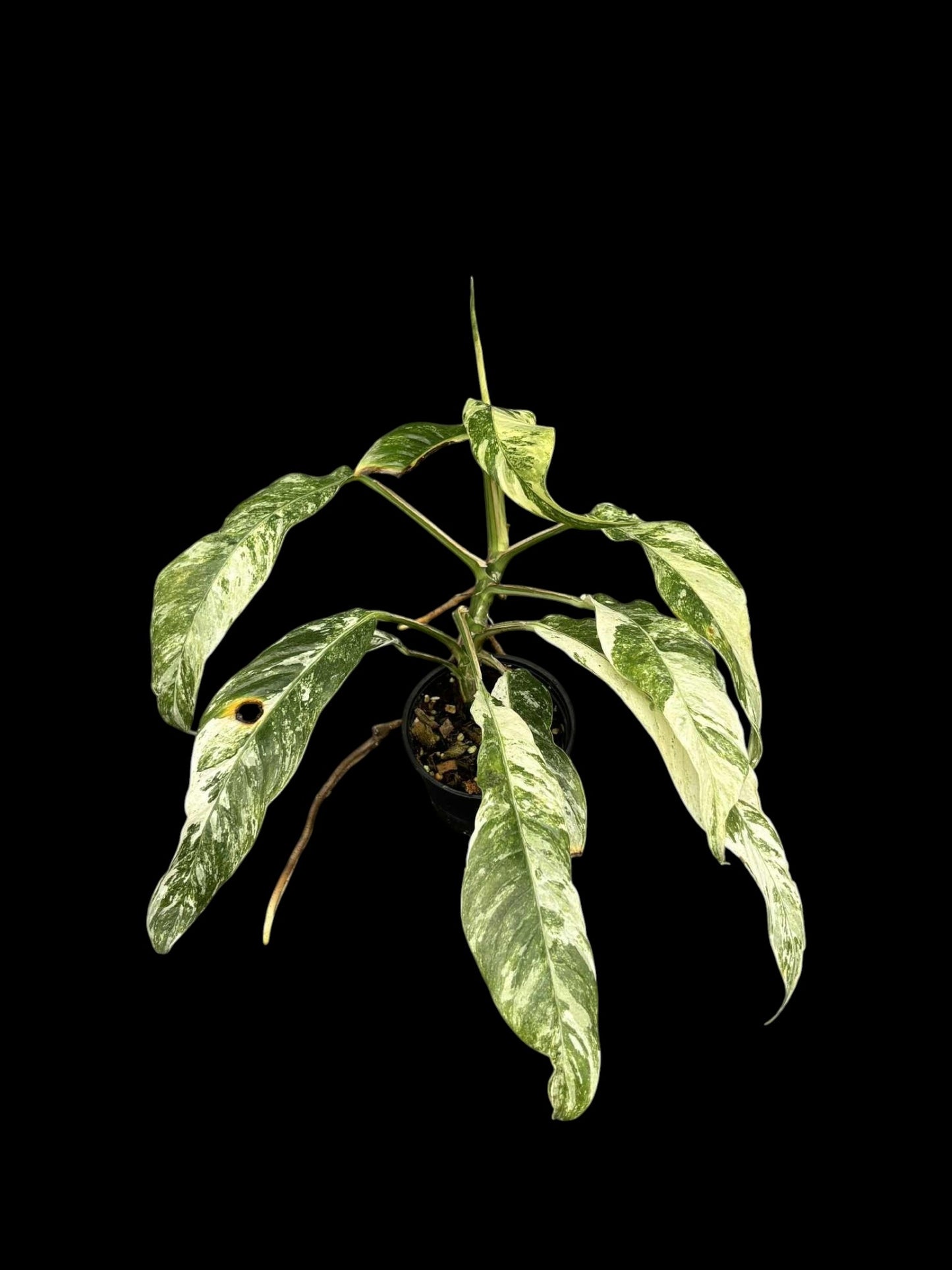 Rhaphidophora megasperma variagated