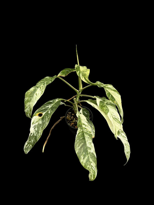Rhaphidophora megasperma variagated