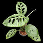 Monstera acuminata (L)