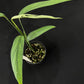 Monstera croatii