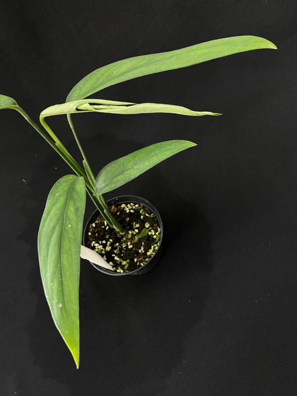 Monstera croatii