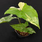 Syngonium podophyllum albo