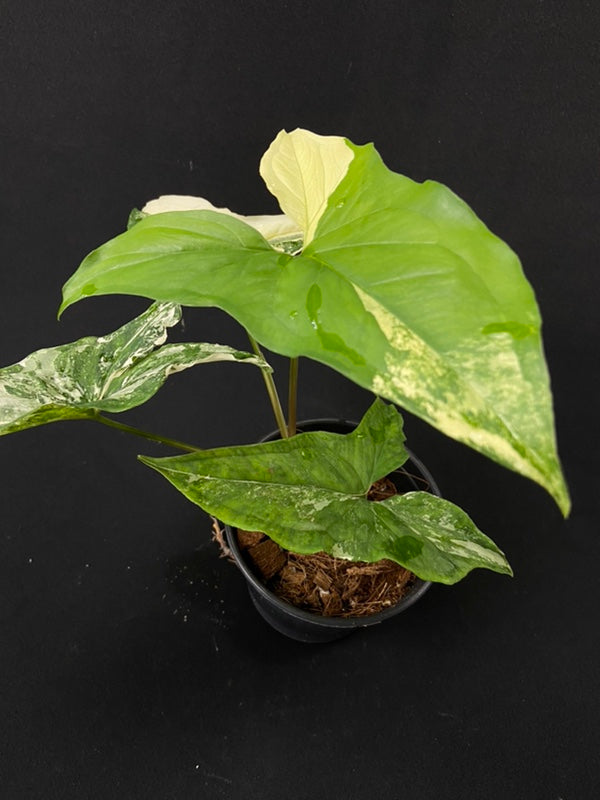 Syngonium podophyllum albo