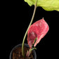 Syngonium Strawberry Ice
