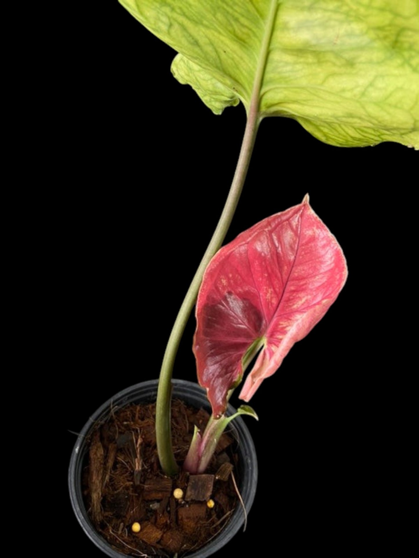 Syngonium Strawberry Ice