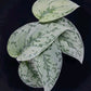 Scindapsus Silver Lady