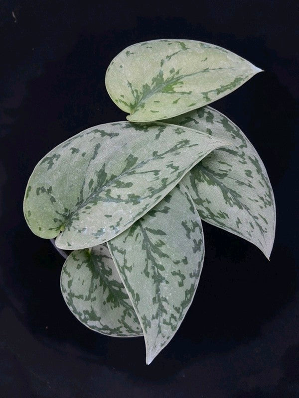Scindapsus Silver Lady