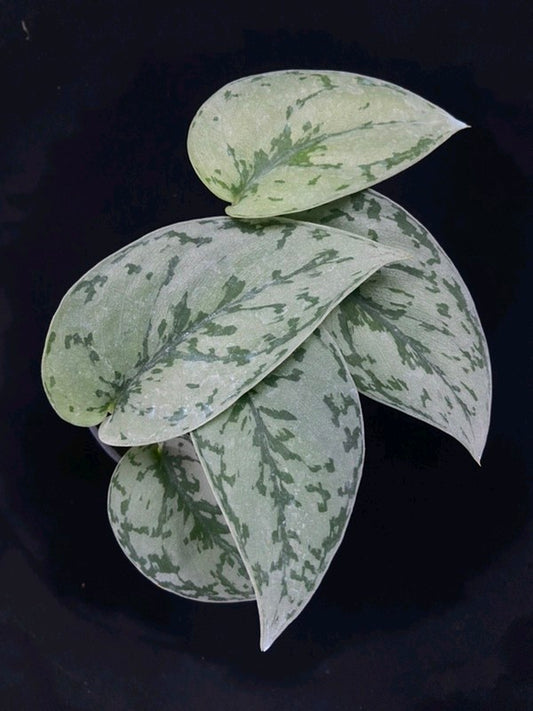 Scindapsus Silver Lady