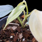 Philodendron hastatum variegated