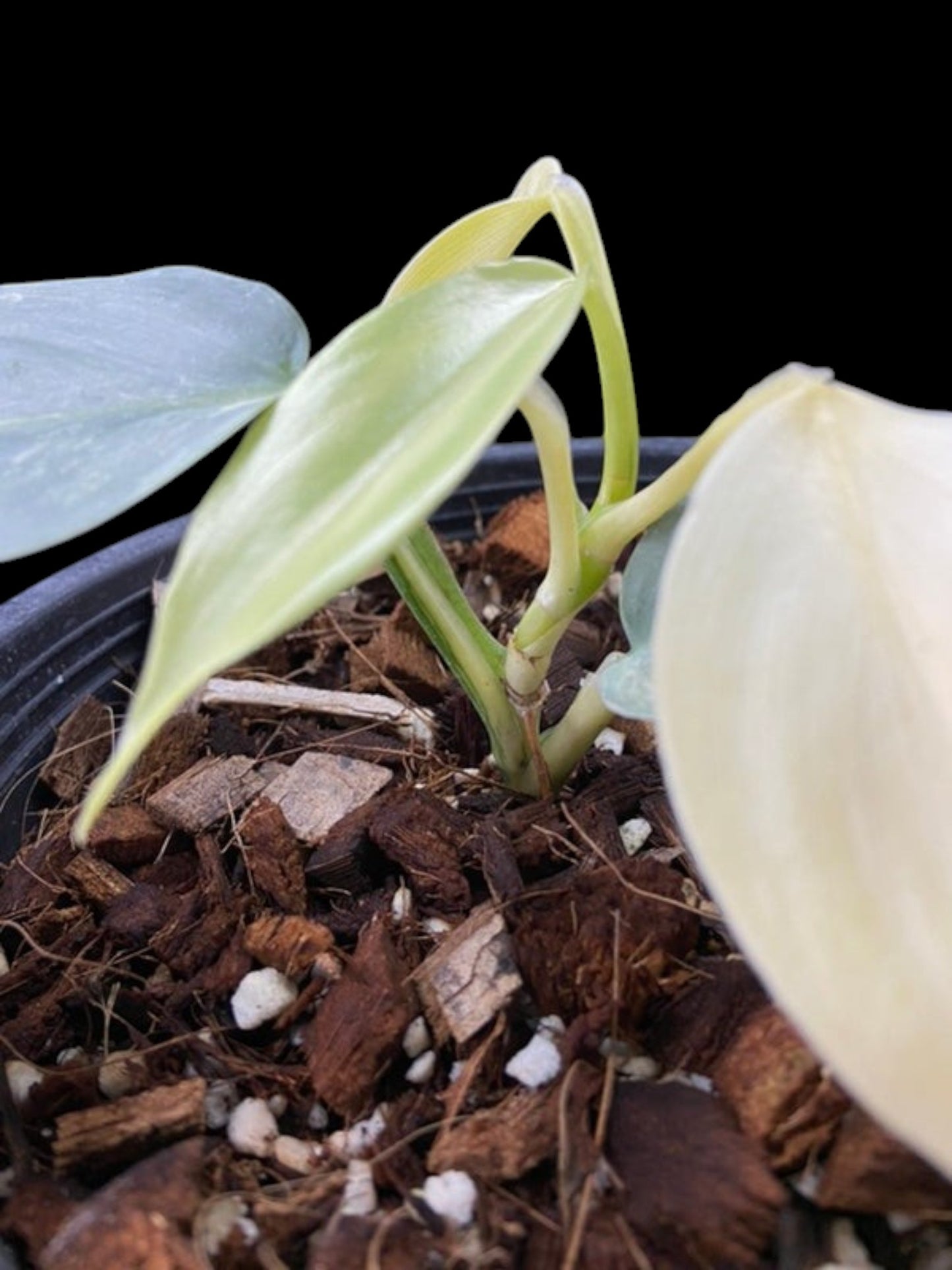 Philodendron hastatum variegated