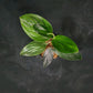 Scindapsus Treubii Dark Form