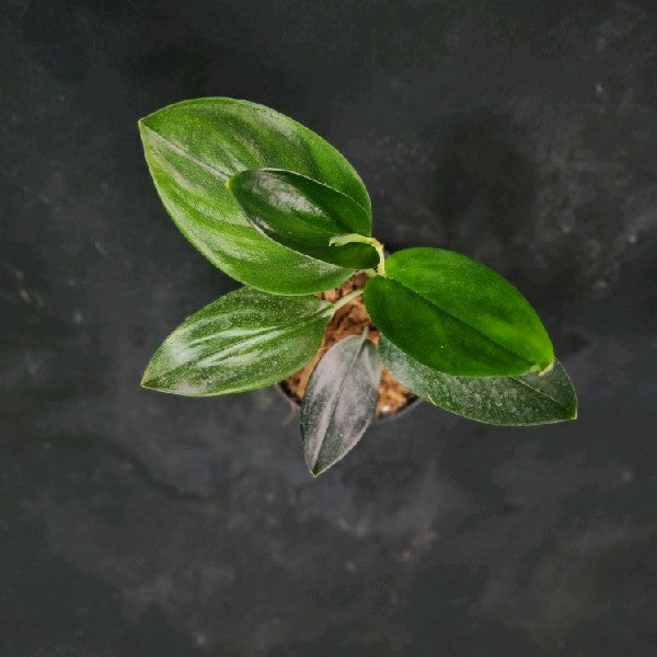 Scindapsus Treubii Dark Form