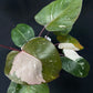 Philodendron Red Anderson