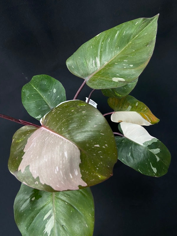 Philodendron Red Anderson