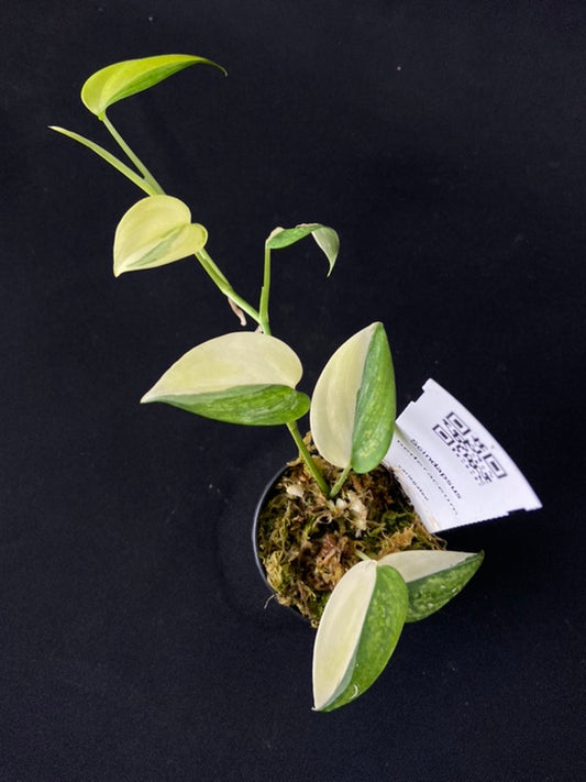 Scindapsus hederaceus variegated