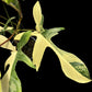 Philodendron Florida Beauty