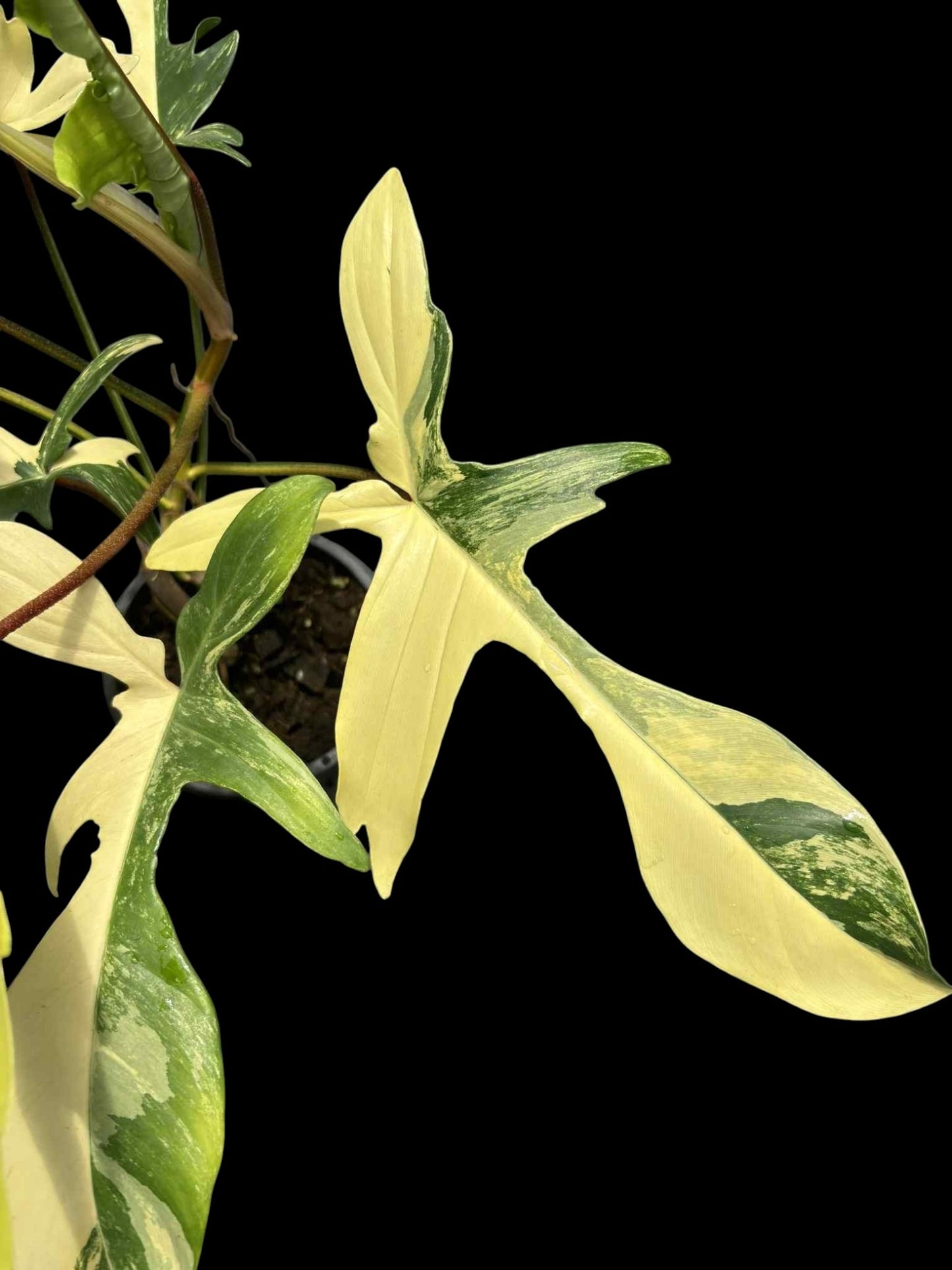 Philodendron Florida Beauty