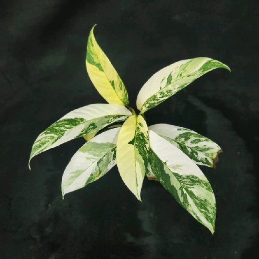 Rhaphidophora lobbii variegated