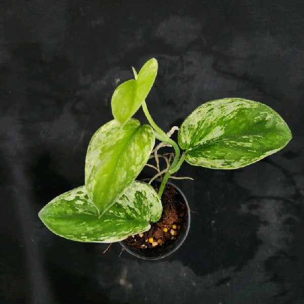 Scindapsus Silver Night King