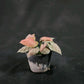 Syngonium Full Pink
