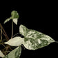 Syngonium podophyllum albo