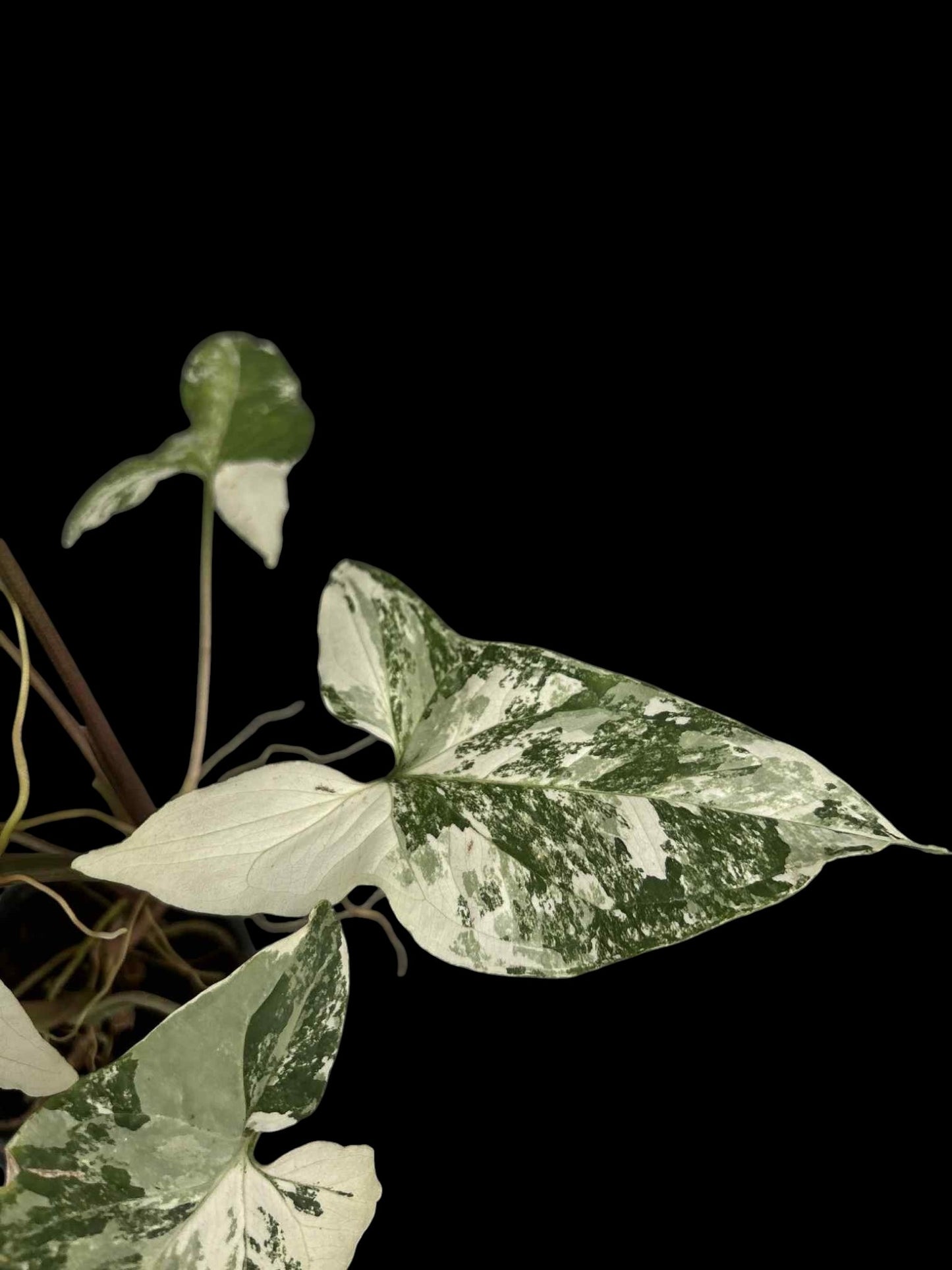 Syngonium podophyllum albo