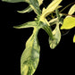 Philodendron Florida Beauty