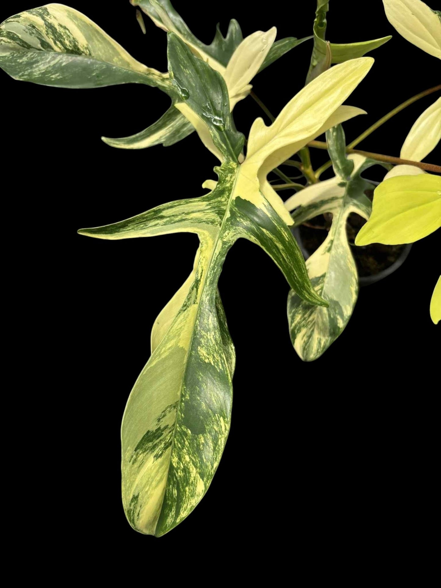 Philodendron Florida Beauty