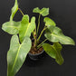 Philodendron cordatum