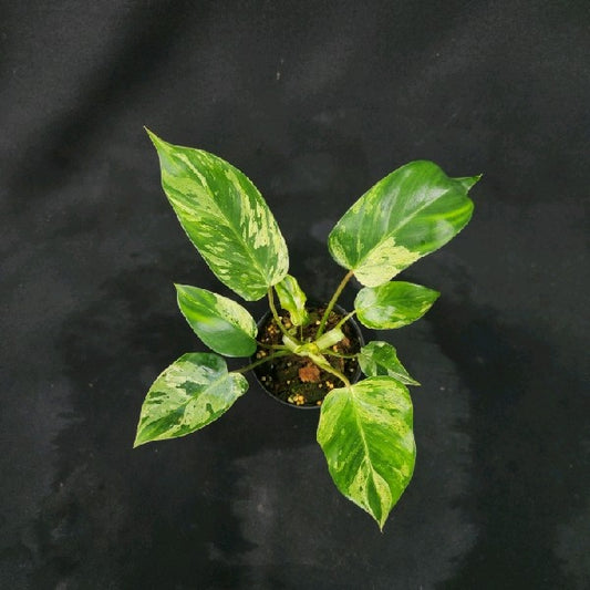 Philodendron Emerald Queen Marble Mutation