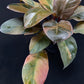 Philodendron black cardinal variegated
