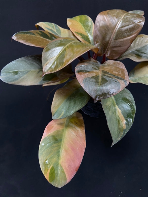 Philodendron black cardinal variegated
