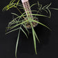 Philodendron polypodioides