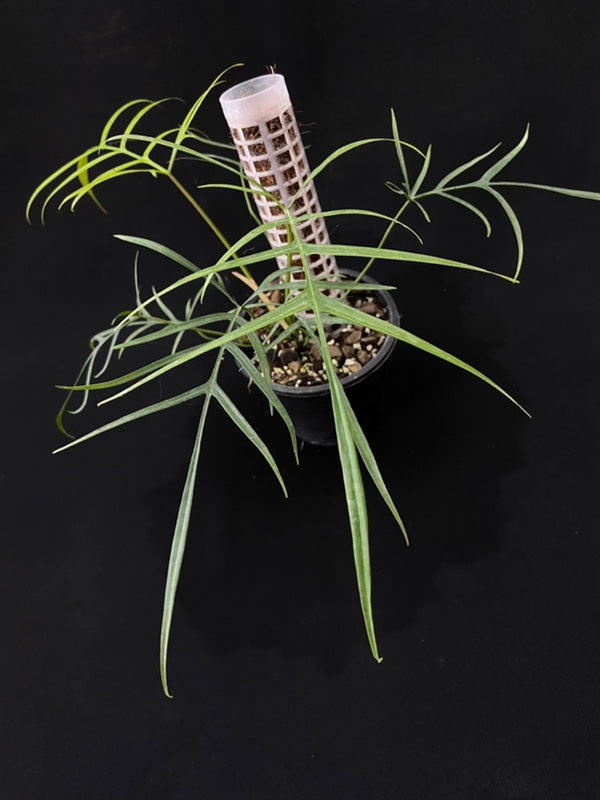 Philodendron polypodioides