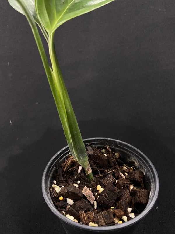Monstera pinnatipartita Colombia