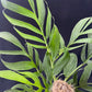 Monstera spruceana