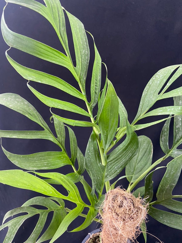 Monstera spruceana