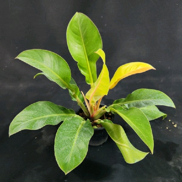 Philodendron Red Moon